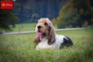 Lire la suite à propos de l’article Grand Basset Griffon Vendéen éleveurs et chiots en Occitanie