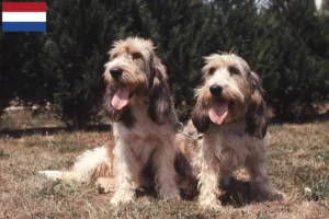 Lire la suite à propos de l’article Grand Basset Griffon Vendéen éleveurs et chiots aux Pays-Bas