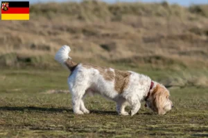 Lire la suite à propos de l’article Grand Basset Griffon Vendéen éleveurs et chiots en Rhénanie-Palatinat