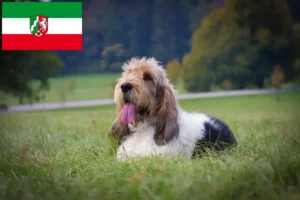 Lire la suite à propos de l’article Grand Basset Griffon Vendéen éleveurs et chiots en Rhénanie du Nord-Westphalie