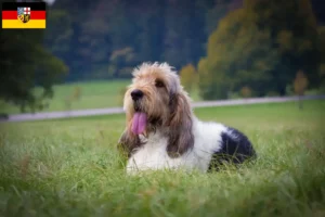 Lire la suite à propos de l’article Grand Basset Griffon Vendéen éleveurs et chiots en Sarre