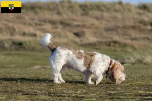 Lire la suite à propos de l’article Grand Basset Griffon Vendéen éleveurs et chiots en Saxe-Anhalt