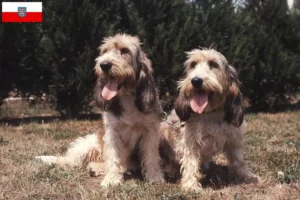 Lire la suite à propos de l’article Grand Basset Griffon Vendéen éleveurs et chiots en Thuringe