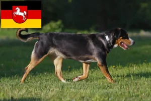 Lire la suite à propos de l’article Grand bouvier suisse éleveur et chiots en Basse-Saxe