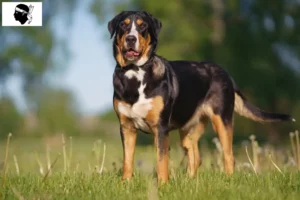 Lire la suite à propos de l’article Grand bouvier suisse éleveur et chiots en Corse