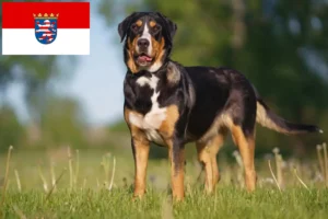 Lire la suite à propos de l’article Grand bouvier suisse éleveur et chiots en Hesse