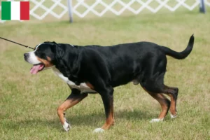 Lire la suite à propos de l’article Grand bouvier suisse éleveur et chiots en Italie