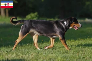 Lire la suite à propos de l’article Grand bouvier suisse éleveurs et chiots dans le Mecklembourg-Poméranie occidentale