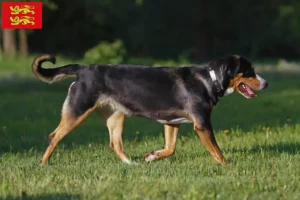 Lire la suite à propos de l’article Éleveurs de grands bouviers suisses et chiots en Normandie