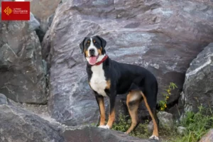 Lire la suite à propos de l’article Éleveurs de grands bouviers suisses et chiots en Occitanie