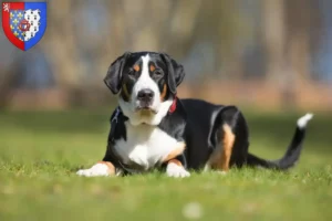 Lire la suite à propos de l’article Grand bouvier suisse éleveur et chiots en Pays de la Loire