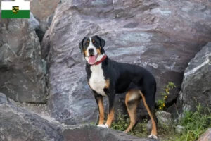 Lire la suite à propos de l’article Grand bouvier suisse éleveurs et chiots en Saxe