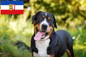 Lire la suite à propos de l’article Grand bouvier suisse éleveurs et chiots dans le Schleswig-Holstein