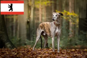 Lire la suite à propos de l’article Eleveurs de Greyhounds et chiots à Berlin