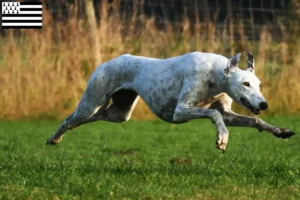 Lire la suite à propos de l’article Eleveurs de Lévriers et chiots en Bretagne