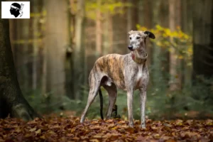 Lire la suite à propos de l’article Eleveurs de Lévriers et chiots en Corse