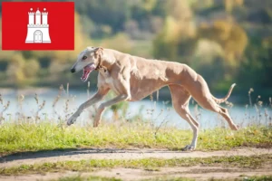 Lire la suite à propos de l’article Greyhound éleveurs et chiots à Hambourg