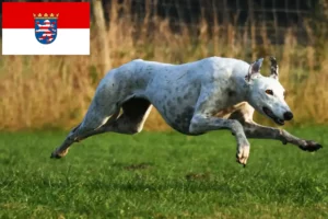 Lire la suite à propos de l’article Eleveurs de Greyhounds et chiots en Hesse