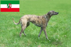 Lire la suite à propos de l’article Greyhound éleveurs et chiots en Rhénanie du Nord-Westphalie