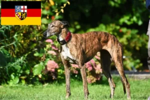 Lire la suite à propos de l’article Eleveurs de Greyhounds et chiots en Sarre