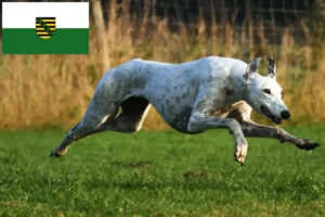 Lire la suite à propos de l’article Greyhound éleveurs et chiots en Saxe