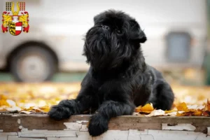 Lire la suite à propos de l’article Éleveurs de Griffons nains belges et chiots en Carinthie