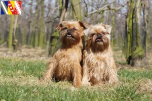 Lire la suite à propos de l’article Éleveurs de Griffons nains belges et chiots en Grand Est