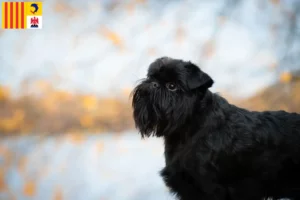 Lire la suite à propos de l’article Éleveurs de griffons nains belges et chiots en Provence-Alpes-Côte d’Azur