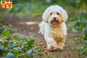 Lire la suite à propos de l’article Éleveurs de Bichons havanais et chiots en Auvergne-Rhône-Alpes