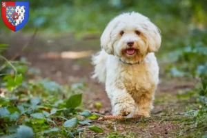 Lire la suite à propos de l’article Éleveurs de havanais et chiots en Pays de la Loire