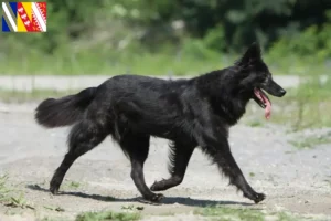 Lire la suite à propos de l’article Hollandse Herdershond éleveurs et chiots en Grand Est