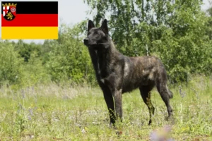 Lire la suite à propos de l’article Hollandse Herdershond éleveurs et chiots en Rhénanie-Palatinat