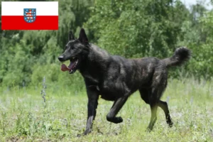 Lire la suite à propos de l’article Hollandse Herdershond éleveurs et chiots en Thuringe