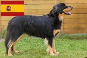 Lire la suite à propos de l’article Éleveurs de Hovawart et chiots en Espagne