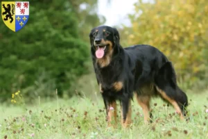 Lire la suite à propos de l’article Eleveurs de Hovawart et chiots en Hauts-de-France