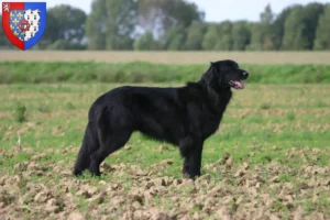 Lire la suite à propos de l’article Éleveurs de Hovawart et chiots en Pays de la Loire