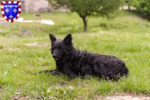 Lire la suite à propos de l’article Hrvatski ovčar éleveurs et chiots en Centre-Val de Loire