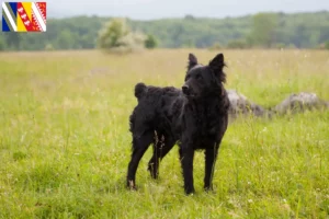 Lire la suite à propos de l’article Hrvatski ovčar éleveurs et chiots en Grand Est