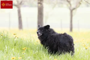 Lire la suite à propos de l’article Hrvatski ovčar éleveurs et chiots en Occitanie