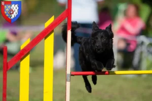 Lire la suite à propos de l’article Hrvatski ovčar éleveurs et chiots en Pays de la Loire