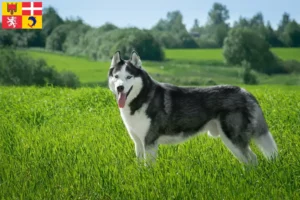 Lire la suite à propos de l’article Éleveurs de Husky et chiots en Auvergne-Rhône-Alpes