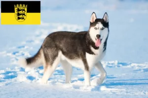 Lire la suite à propos de l’article Éleveurs de Husky et chiots en Baden-Württemberg