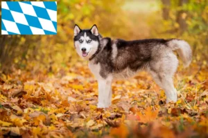 Lire la suite à propos de l’article Éleveurs de Husky et chiots en Bavière