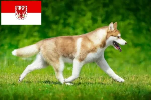 Lire la suite à propos de l’article Éleveurs de Husky et chiots dans le Brandebourg