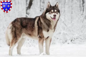 Lire la suite à propos de l’article Éleveurs de Husky et chiots en Centre-Val de Loire