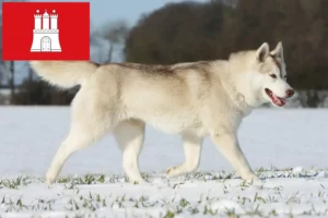 Lire la suite à propos de l’article Éleveurs de Husky et chiots à Hambourg