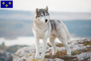 Lire la suite à propos de l’article Éleveurs de Husky et chiots en Île-de-France