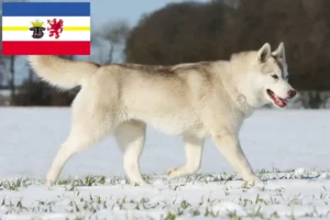 Lire la suite à propos de l’article Éleveurs de Husky et chiots dans le Mecklembourg-Poméranie occidentale