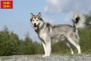 Lire la suite à propos de l’article Éleveurs de Husky et chiots en Normandie