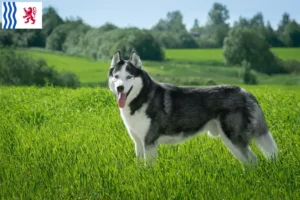 Lire la suite à propos de l’article Éleveurs de Husky et chiots en Nouvelle-Aquitaine